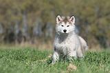 ALASKAN MALAMUTE 101